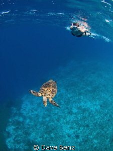Snorkel dive at Klein Curacao, Netherland Antilles.
Amaz... by Dave Benz 